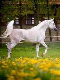 PRIDE OF POLAND JANÓW PODLASKI 13th -14th AUGUST 2017