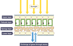Shows How The Leaf Is Structured Upper Layers Palisade Layer Spongy Layer Lower Layer Sunlight Hits The Leaf Structure Biology Revision Patterns In Nature