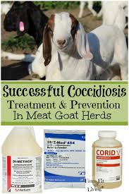 It may be from licking themselves or contaminated objects, or by eating raw meat or other infected animals. Successful Coccidiosis Treatment And Prevention In Meat Goat Herds