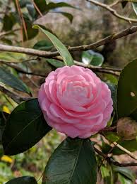 In russia it grows in the south and southeast areas of the european part of the country and in the north caucasus. February Blooms In North Carolina Gardening