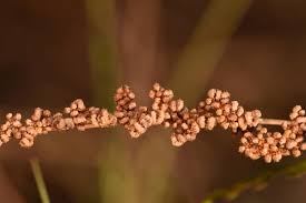 Image result for Anemiaceae