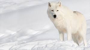 Looking for the best wallpapers? Arctic Wolf Wallpapers Top Free Arctic Wolf Backgrounds Wallpaperaccess