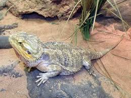 Alizarin is used as a biological stain to study bone growth. Central Bearded Dragon Encyclopedia Of Life
