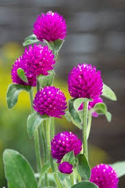 Image result for Gomphrena globosa