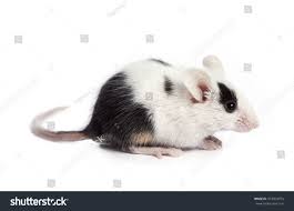 Black And White Mouse Image Black And White Mouse Animals Black And White Creepy