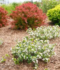 Orange colored new growth contrasts with green foliage as it matures, white. An In Depth Look At Proven Winners Native Shrubs Proven Winners