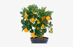 A single mango tree with 121 varieties of the fruit growing on it! Image Library Download Scapes Bokeelia Fl Mango Fruit Tree Png Png Image Transparent Png Free Download On Seekpng