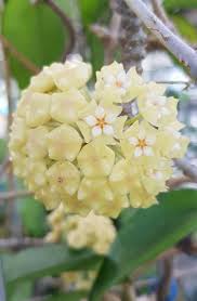 Pin On Hoya Plants