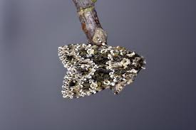 Image result for Polymixis polymita