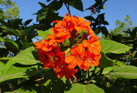 It is early for crape myrtle trees to be flowering. Florida Plant Identification For Beginners Plantsnap