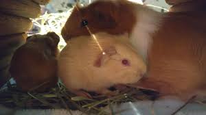 Check spelling or type a new query. Hello I Am Wondering Why Our Little Pig Was Born With Red Eyes Both Parents Have Black Eyes And The Little Sister Have Black Eyes Guineapigs