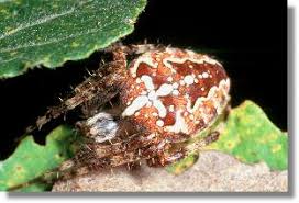 Spinnen Die Garten Kreuzspinne Araneus Diadematus
