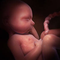 Debut 9eme mois de grossesse. Developpement Du Foetus 3e Trimestre