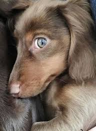 Puppy Has Pretty Eyes Dachshund Doxiedog Doxiepuppy Doxie Puppies Dachshund Puppies Dachshund Dog