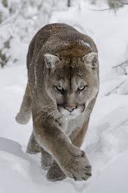 monde de felins de felins monde hayvanlar minnesota ayi
