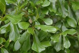 Image result for leaf shape obovate