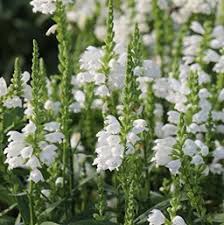 When does physostegia virginiana bloom in virginia? Obedient Plant Costa Farms