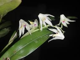 Image result for Polystachya fallax