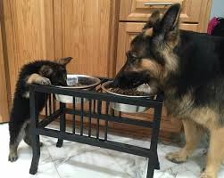35c0c42d7c94a82a93b9afc333746260 Jpg 720 574 German Shepherd Dogs Shepherd Puppies Shepherd Dog