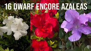 Low, intermediate, and tall growing. Autumn Sunset Encore Azalea Shop Online Plantsbymail Com