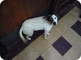 Fetch wisconsin rescue is dedicated to the rescue & rehabilitation of unwanted, neglected, and abused dogs found in shelters across the midwest, as well as dogs surrendered by local owners unable to care for them. Wisconsin Dells Wi Jack Russell Terrier Meet Rca A Pet For Adoption