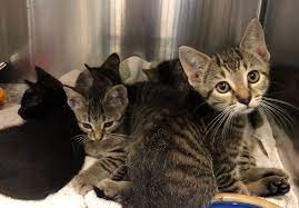 We may have a pet adoption event this weekeng! The Future Of Animal Shelters Pope Memorial Humane Society