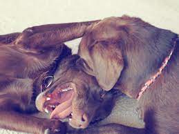 Maybe you would like to learn more about one of these? The Science Behind How Dogs Play