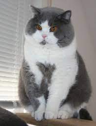 We All Know That Left To His Or Her Own Devices Our Cats Will Happily Munch Through An Entire Bag Of Treats It Cute Cats British Shorthair Cats Cute Animals