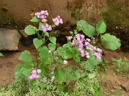 Image result for Pericallis