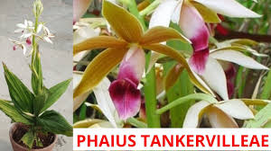 Image result for Phaius