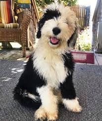 Black And White Sheepadoodle For Sale Bernedoodle Vs Sheepadoodle Sheepadoodle Bernedoodle Sheepadoodle Puppy