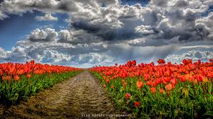 Je kan hier met een uitgezette autoroute vanuit assen langs de tulpenvelden van smilde, hooghalen en hijken. Hintergrundbilder Landschaft Natur Gras Himmel Tulpen Feld Wolken Niederlande Holland Wolke Blume Wiese Draussen Mohn Tulpe Landschaftsfotografie Nederland Nikond810 169 Zuidholland Wildblume Prarie Goereeoverflakkee Sudholland