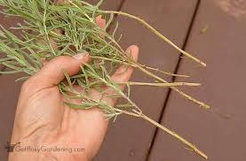 Keep your lavender cutting cool until you are ready to plant it. How To Propagate Lavender Plants From Cuttings Get Busy Gardening