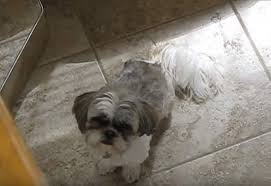Newborn pups cannot regulate their body temperature and are not very mobile, they may not be able to move to a better spot if they're too warm or too puppies cannot regulate their body temperature during their first two weeks of life. Why Does My Shih Tzu Cry All The Time And How To Stop Them Pet Dog Faq