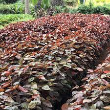 Image result for Acalypha manniana