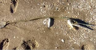 What is this found on a beach in Mazatlan Mexico