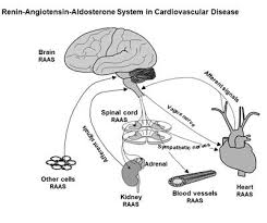 Drug metab dispos, 2013, 41: New Trends In The Renin Angiotensin Aldosterone System In Cardiovascular Disease Frontiers Research Topic