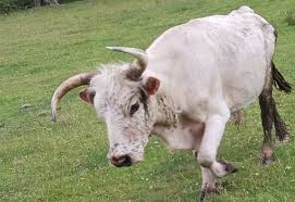 Image result for chillingham cattle