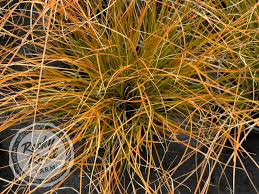 Image result for Carex conferta