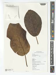 Image result for Ficus trichopoda