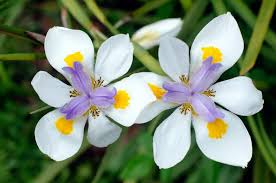 Image result for Dietes