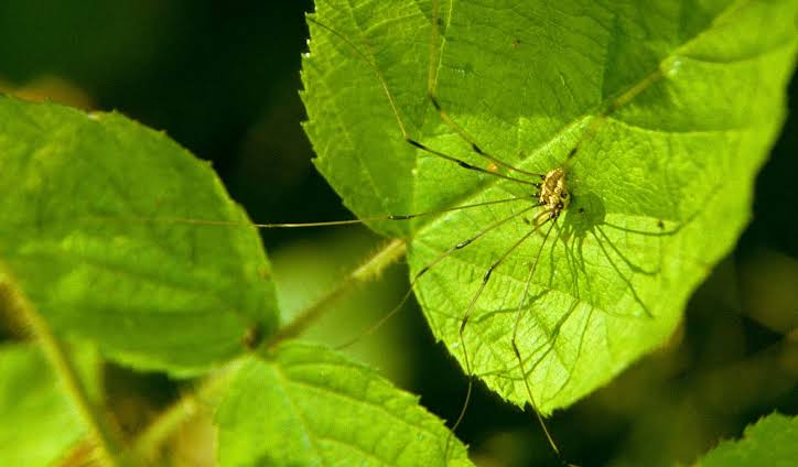 Daddy longlegs | Arachnid, Venomous, Poison, Harvestman, & Opiliones |  Britannica