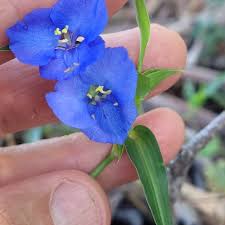 Image result for Commelina triangulispatha