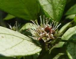Image result for Combretum kraussii
