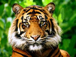 Tigers are icons of beauty, power, and the importance of conservation. From Tiger King To A Tiger Memoir Big Cats Are Having A Moment Wsj