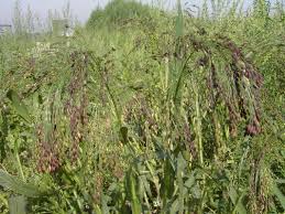 Image result for Panicum miliaceum