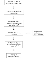 process flow chart for hlif the major steps of the