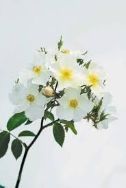 Rosa Kew Gardens Is Completely Thornless Kew Gardens Kew Plants