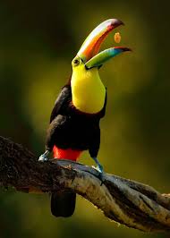 Bird With Long Colorful Beak 26 Of The Most Colorful Birds On The Planet And Where To Find Them Passaros Bonitos Passaros Exoticos Passaros