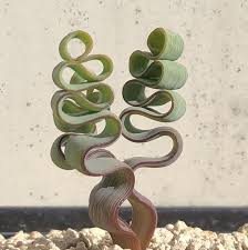 Image result for Stathmostelma fornicatum